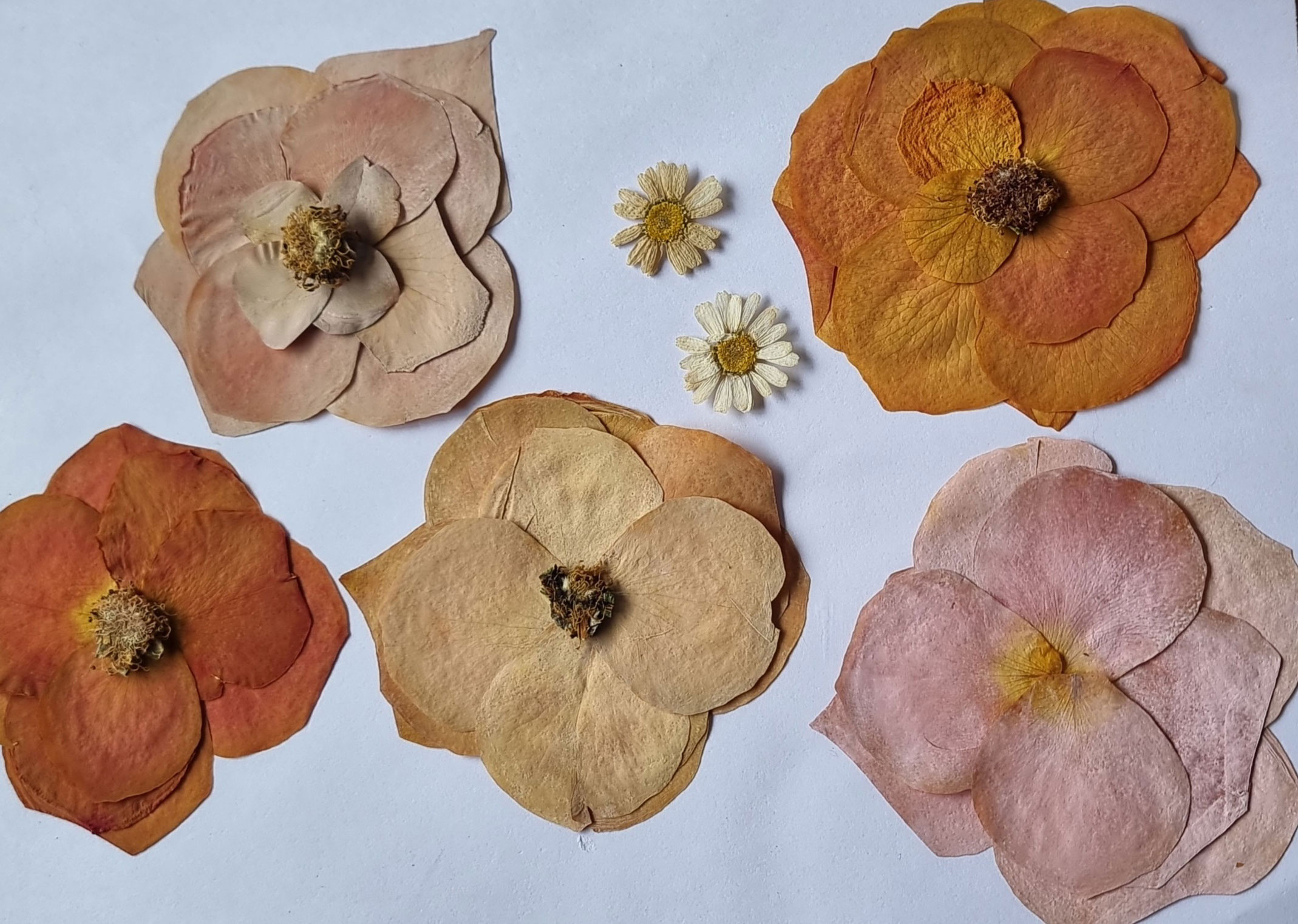 Pressed Petal Artistry - Flower Preservation